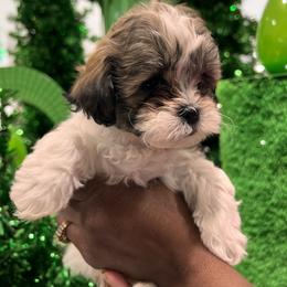 Poodle and Shihpoo Puppies from Plush Toy Poodle Puppies & Pals