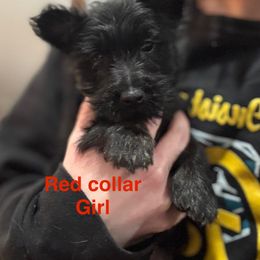 Red Collar Girl - Scottish Terrier puppy from White Apple Kennel