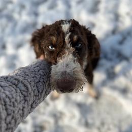 Pretzel - Australian Mountain Doodle