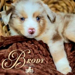 Brody - Red merle male Miniature Australian Shepherd puppy in Ennis, Texas from God’s Little Aussies