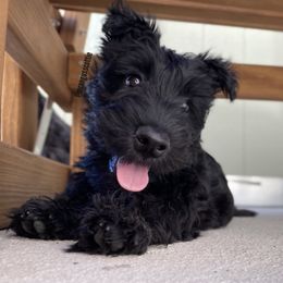 Scottish Terrier Puppies from Jaleh Armstrong