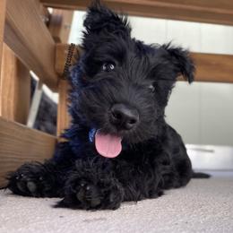 Scottish Terrier Puppies from Jaleh Armstrong