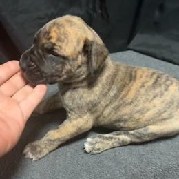 Boy 4 - Brindle male Great Dane puppy in Indianola, Iowa from Bull West Kennels