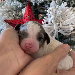 Black collar - Merle male Bernedoodle puppy in Millsap, Texas from Gaston’s Posh Poodles and Doodles