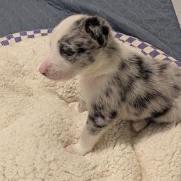 Jack Sparrow - White and blue merle male Border Collie puppy in Linton, Indiana from Kraken Border Collies