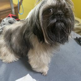 Miniature Schnauzer and Shih Tzu All Grown Up from Beards of Glory