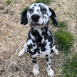 Egg - Dalmatian