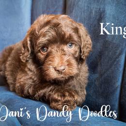 King - Brown and white male Aussiedoodle puppy in Roebuck, South Carolina from Dani's Dandy Doodles