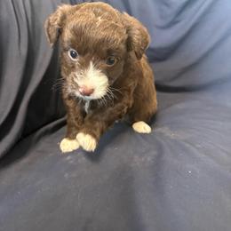 Ford - Red tri female Toy Australian Shepherd puppy in Medical Lake, Washington from MAS Gone Rogue