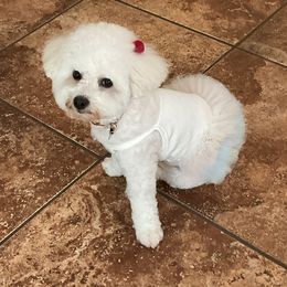 Bichon Frise Puppies from Blooming Bichons