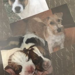 Beagle, Jack Russell Terrier, and Russell Terrier Puppies from Mountain Top