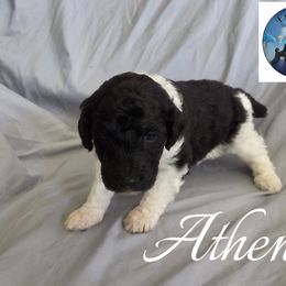 Athena - Parti female Poodle puppy in Petersburg, Virginia from Epic Quest Standard Poodles