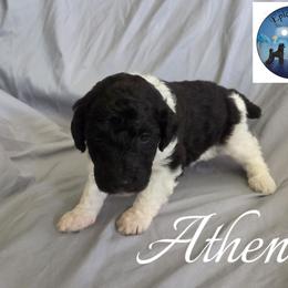 Athena - Parti female Poodle puppy in Petersburg, Virginia from Epic Quest Standard Poodles