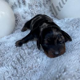 Dachshund Puppies from CSW Dachshunds