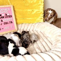 Grillmaster - Dapple male Dachshund puppy in Austin, Texas from Duchess Daphne's Doxie Empire