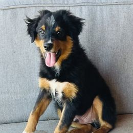 Rafe - Black Miniature Australian Shepherd puppy in Washington, Oklahoma from Okie Aussies