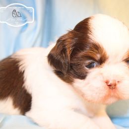 Boy 3 - Liver and white male Shih Tzu puppy in Ft Mc Coy, Florida from Everlasting Shih Tzu