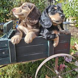 Dachshund Puppies from Pine & Paws Dachshunds