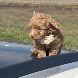 Bailey - Apricot female Poodle puppy in Carthage, Missouri from Hounds by Mishelle
