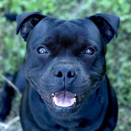 Staffordshire Bull Terriers from SAAM Dogs