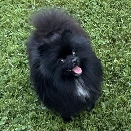 Zeni - Pomeranian