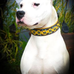 Ivy - Dogo Argentino