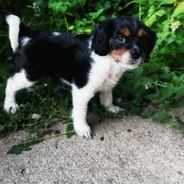 Cavapoo Puppies from Panda Puppies