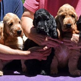 English Cocker Spaniels from Parvane