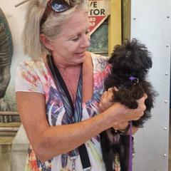 Affenpinscher and Rhodesian Ridgeback Puppies from Tamari Affenpinchers and Oakhurst Rhodesians
