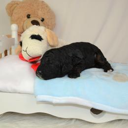 Bernedoodle, Poodle, and Sheepadoodle Puppies from TLC by the Lake Standard Poodle and Doodles