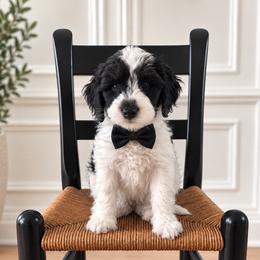Cove - Parti male Goldendoodle puppy in Midlothian, Virginia from RVA DOODLES, LLC