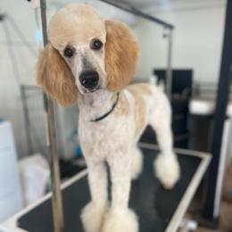 Chanel - Poodle