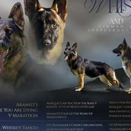 Mick - German Shepherd