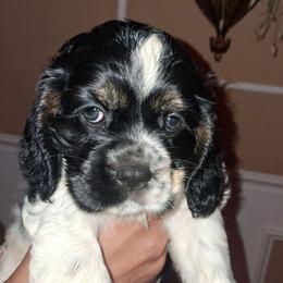 Girl 1 - Blue roan and tan female Cocker Spaniel puppy in Sparta, Georgia from Mekas Cocker Spaniels