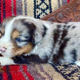 Australian Cattle Dog, Australian Shepherd, Companion Cross, and Miniature Australian Shepherd Puppies from MK Aussies