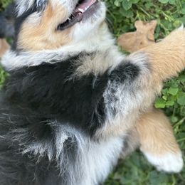 Australian Shepherd Puppies from Wigglin K Aussies