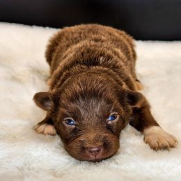 Pebbles - Red tri female Miniature Australian Shepherd puppy in Mc Alester, Oklahoma from Angel's Aussies