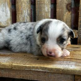 BMM - Blue merle male Miniature Australian Shepherd puppy in Lexington, Nebraska from Osborne's Aussies