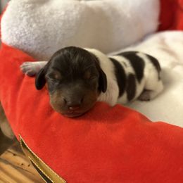 Eleanor - Piebald female Dachshund puppy in Olathe, Colorado from Rocking LJ Breeding