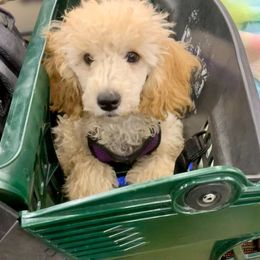 Green Bean - Cream Poodle puppy in Billings, Montana from Paws&Ponies