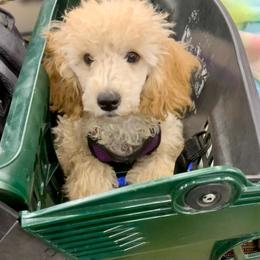 Green Bean - Cream Poodle puppy in Billings, Montana from Paws&Ponies