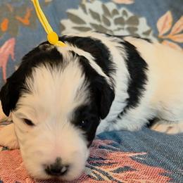 Blossom - Parti female Miniature Schnauzer puppy in Clifton, Colorado from Western Slope Labradoodles and Mini Schnauzers