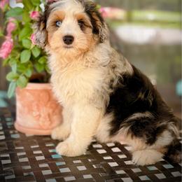 Jay - Blue merle male Aussiedoodle puppy in Ohio from Holley Doodles