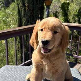 Black Collar Boy - Golden male Golden Retriever puppy in San Jacinto, California from Golden Retriever Puppy Bliss