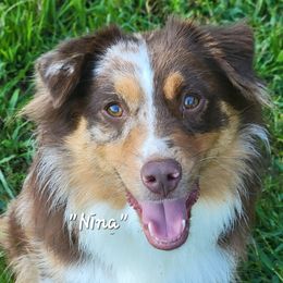 Nina - Miniature Australian Shepherd