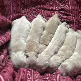 Golden Retriever Puppies from Goldens for You