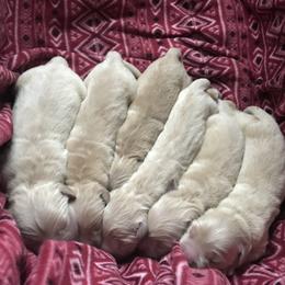 Golden Retriever Puppies from Goldens for You