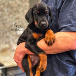 Mekha - Black and rust female Doberman Pinscher puppy in China Township, Michigan from Snell's Superior Kennel Dobermann & GSP