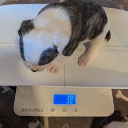 Girl 6 - White and black female American Bulldog puppy in La Porte, Indiana from Slayton's American Bulldogs
