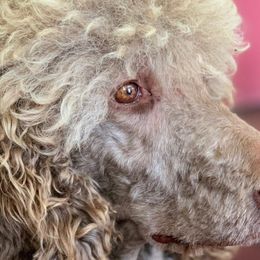 Goldendoodles and Poodles from Barbara Reagan